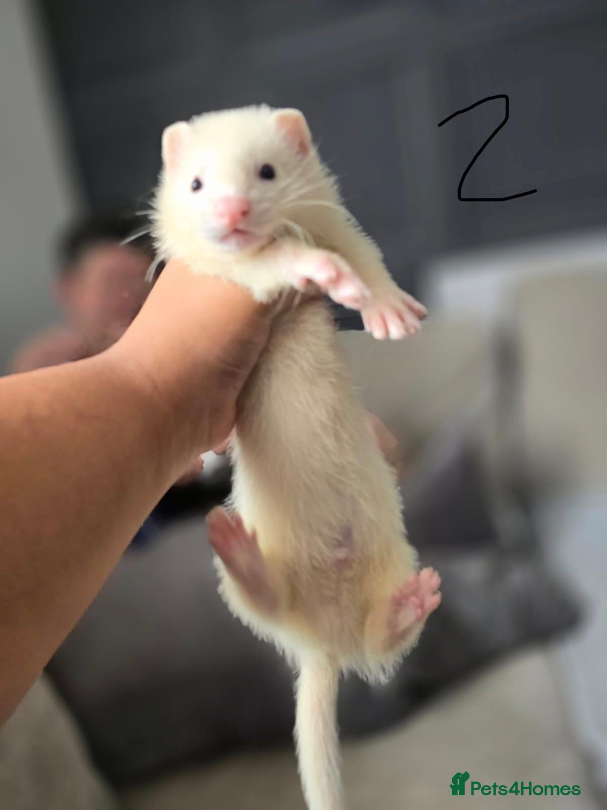 Ferret rodents Stunning part angora kits for sale - Advert 14