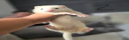 Ferret rodents for sale: Stunning part angora kits for sale in Cardiff - Advert 16