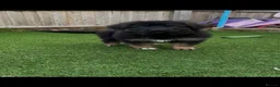 German Shepherd dogs for sale: 10 week old german shepherd puppies  - Advert 3