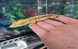 Gecko reptiles for sale: Crests geckos ford sale  - Image 14