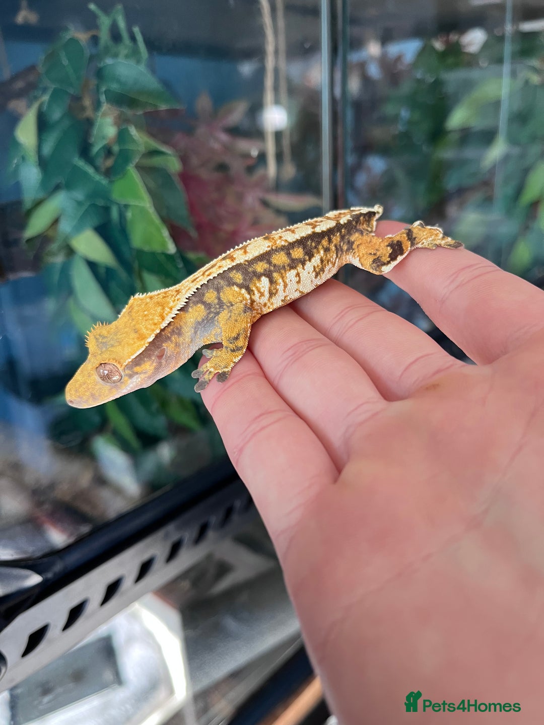 Gecko reptiles for sale: Crests geckos ford sale  - Image 14