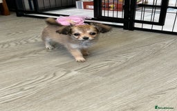 Chipoo dogs for sale: Chihuahua/poodle chipo girls - Image 11