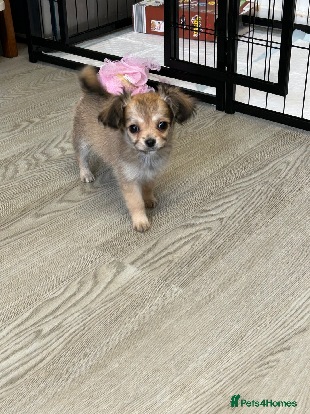 Chipoo dogs for sale: Chihuahua/poodle chipo girls - Image 11