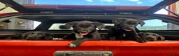 Huntaway dogs for sale: Beautiful Huntaway X Collie Pups - Advert 30