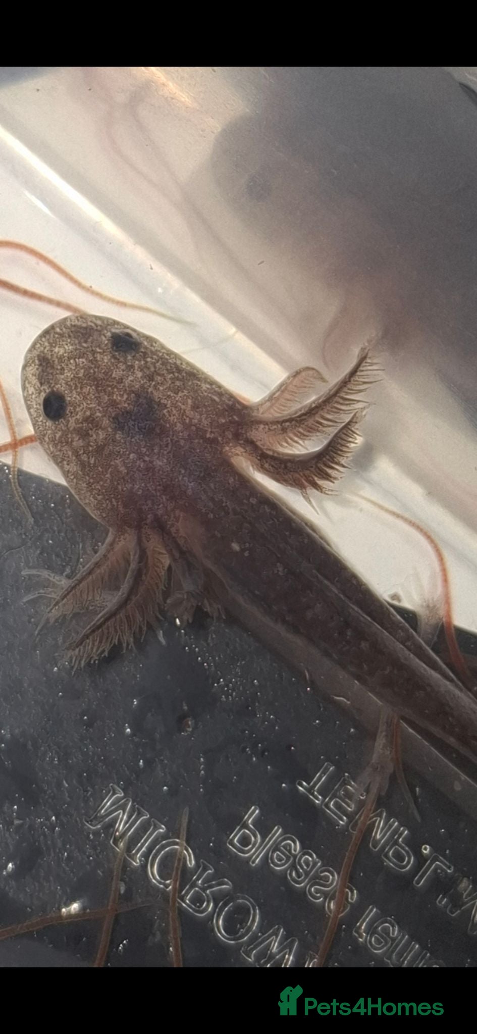 Axolotl reptiles Axolotls for sale COLLECTION ONLY - Advert 1