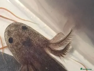 Axolotl reptiles Axolotls for sale COLLECTION ONLY - Advert 4