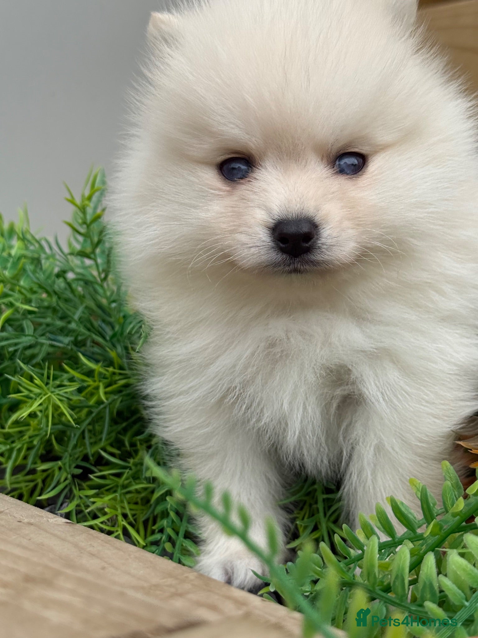 Pomsky dogs Stunning  **  Pomsky’s - Advert 1