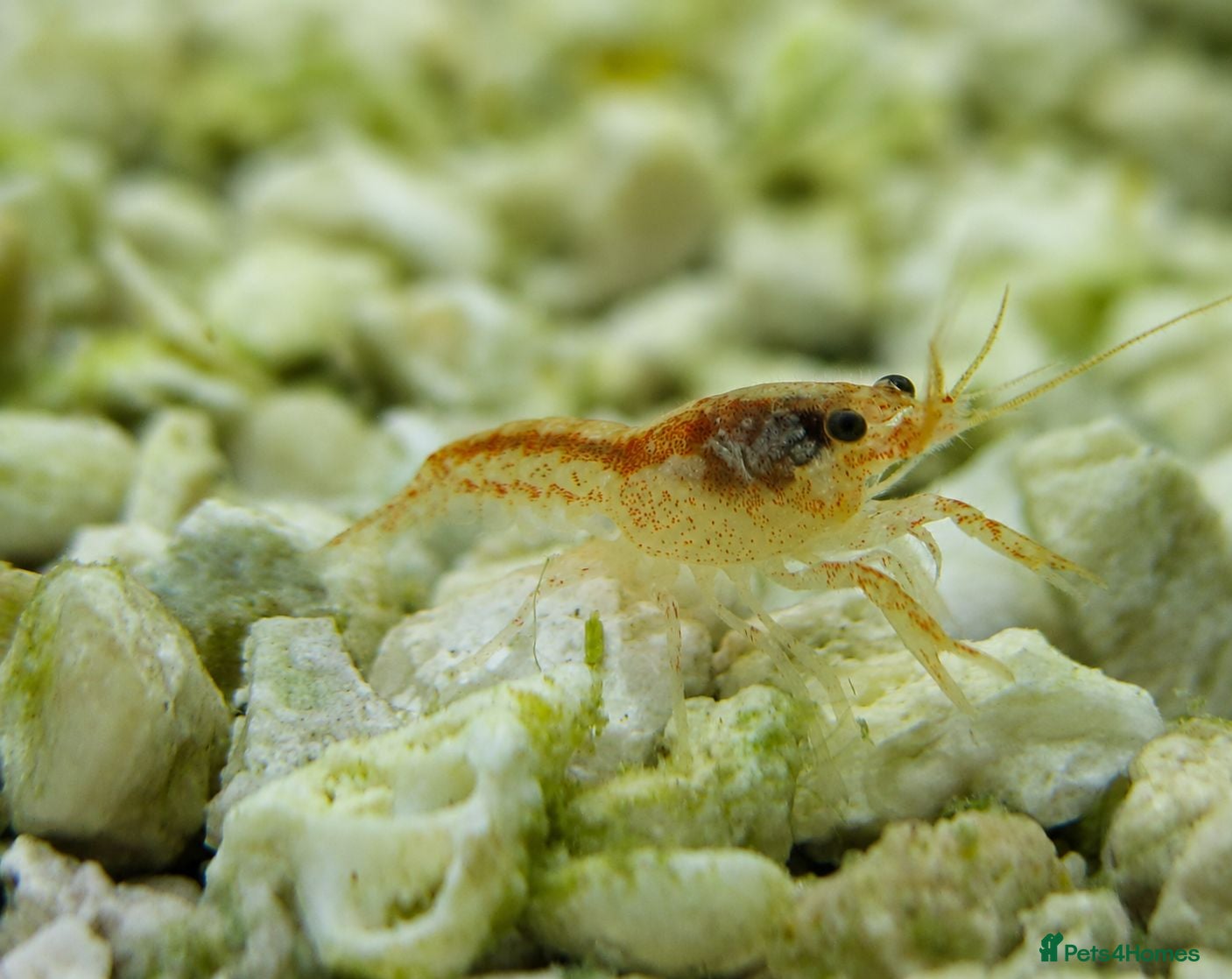 Shrimps fish Blue Crayfish Babies 1 + 4 Free, 12 GBP - Advert 1