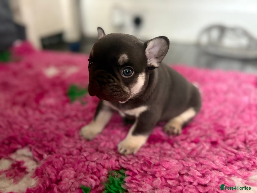 French Bulldog dogs for sale: Chunky French bulldog puppies  - Image 11
