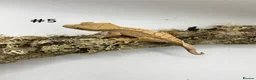 Gecko reptiles for sale: NEW Adult + Juvenile Crested Geckos + Lilly Whites - Advert 9
