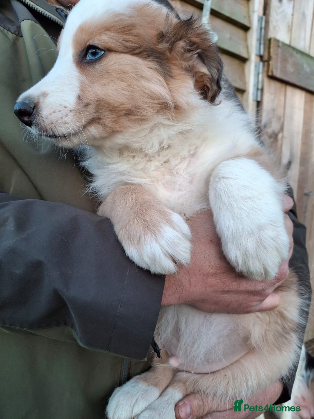 Border Collie dogs for sale: Rare sable merle long coat collie puppies  - Advert 3