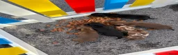Miniature Dachshund dogs for sale: Miniature dachunds  - Advert 14