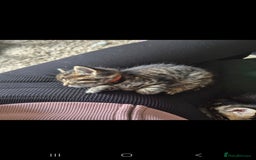 Domestic Shorthair cats for sale: 5 stunning tabby kittens  - Image 11