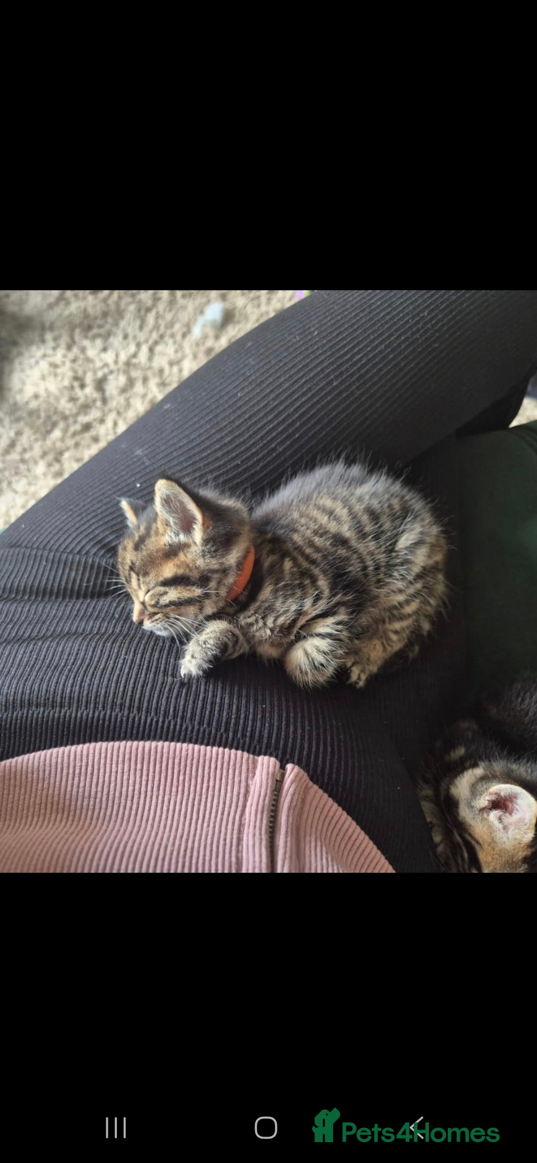 Domestic Shorthair cats for sale: 5 stunning tabby kittens  - Image 11