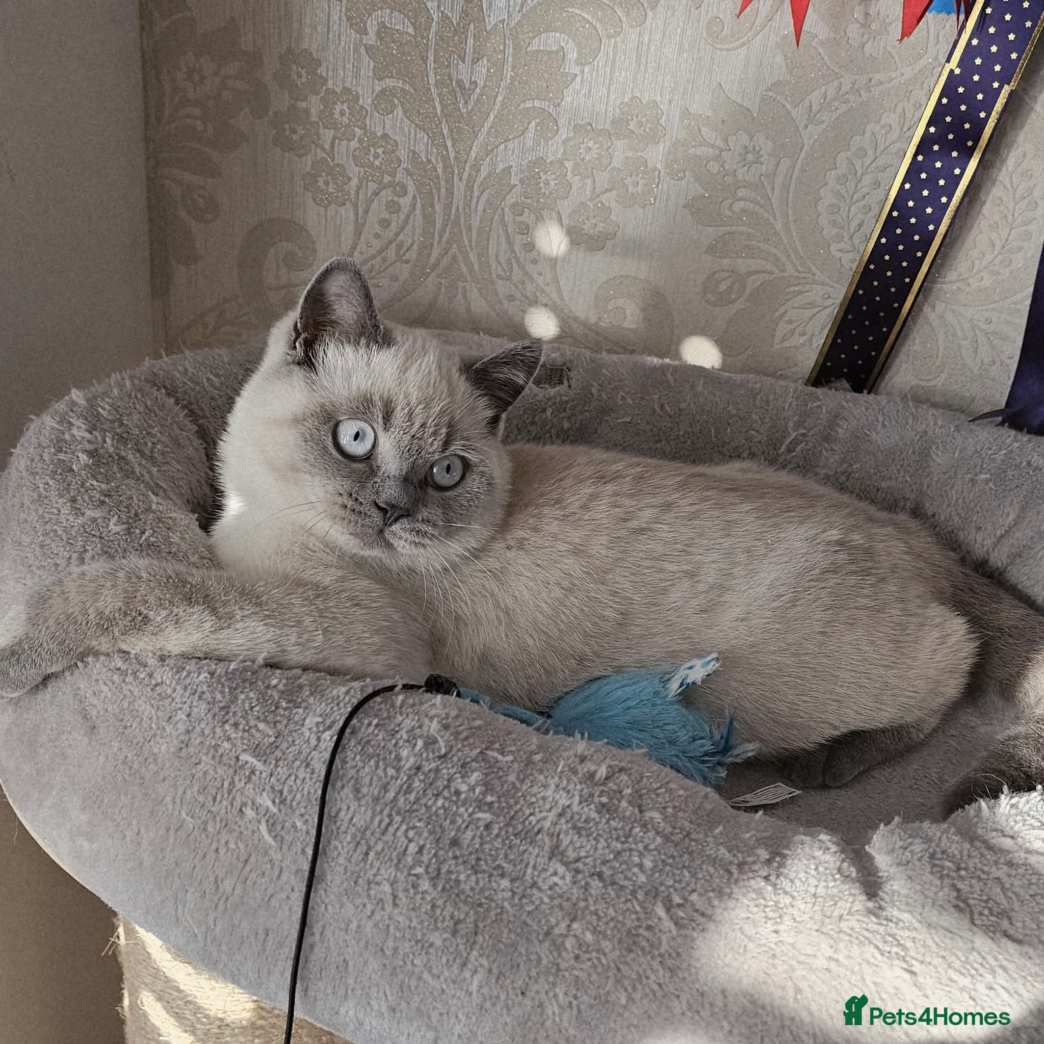 British Shorthair cats BSH Colourpointed GCCF reg., stunning male - Advert 13