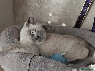 British Shorthair cats BSH Colourpointed GCCF reg., stunning male - Advert 13