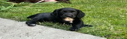 Cocker Spaniel dogs for sale: Fully Health tested kc registered last choc boy  - Advert 3