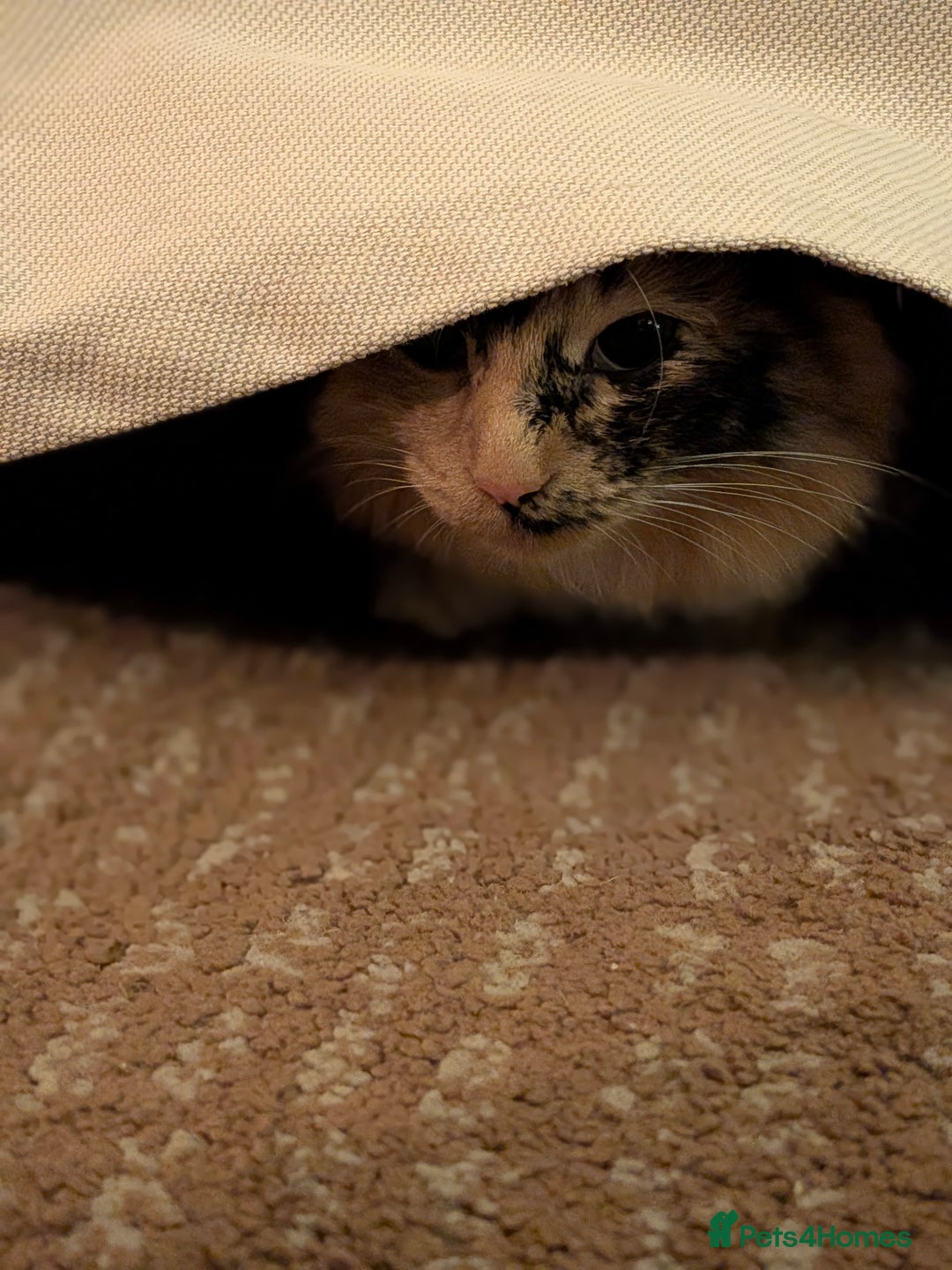 British Longhair cats for sale: 9 month old beautiful girl  - Advert 2