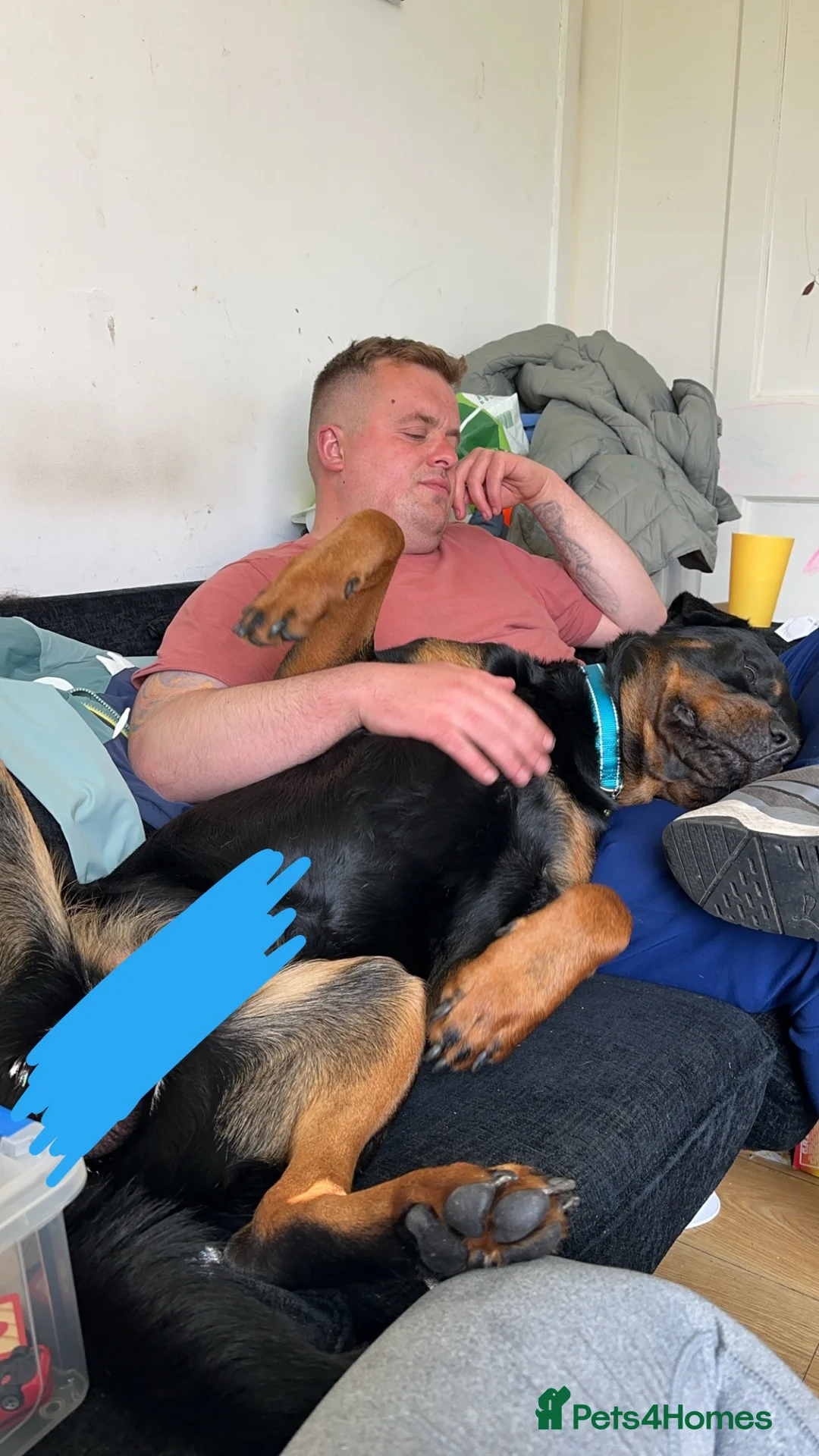 Rottweiler dogs for stud: Rottie male for stud in Ayr - Advert 10