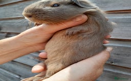 Guinea Pig rodents for sale: A pair of baby boys looking for a loving home. - Image 4
