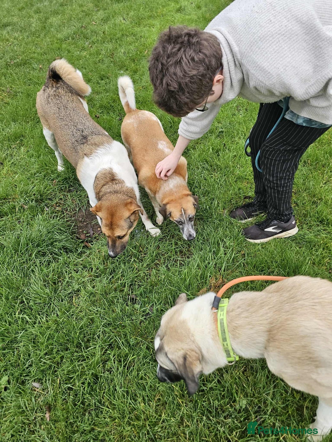 Mixed Breed dogs for adoption: Sadie – 11 months old, Female, Mixed Breed Pup - Advert 9