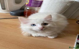 Ragdoll cats for sale: Ragdoll Kittens  - Image 8