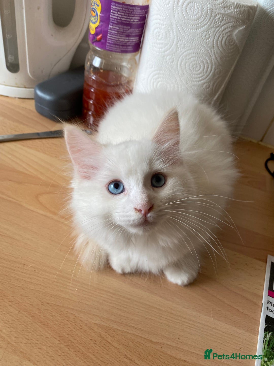 Ragdoll cats for sale: Ragdoll Kittens  - Image 8
