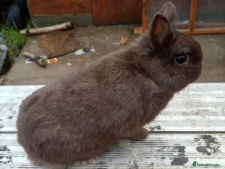 Netherland Dwarf rabbits Netherland dwarf baby's and young adults - Advert 6