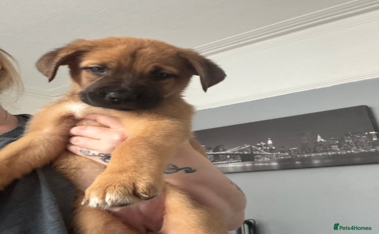 Mixed Breed dogs in Sheerness - Advert 1