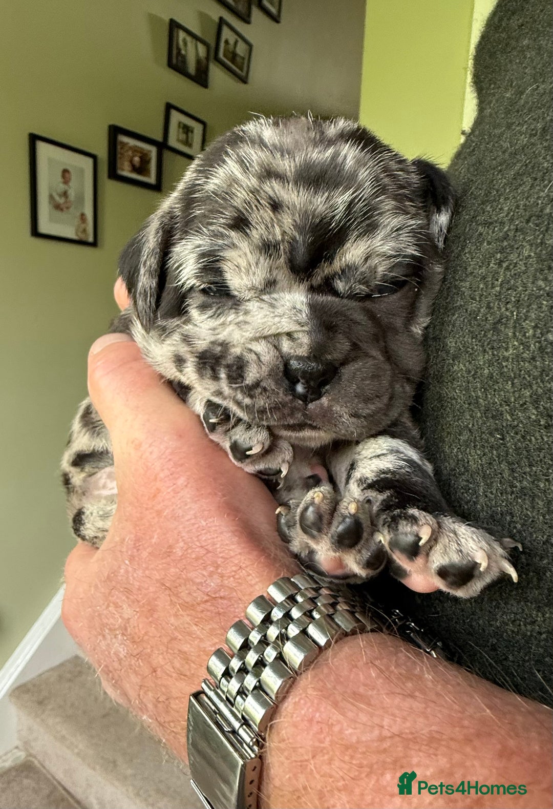 Mixed Breed dogs for sale: Cute Olde English Bulldog & Pug/Frenchie 4 sale - Image 12