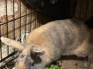 Mixed Breed rabbits Male rabbit - Advert 2