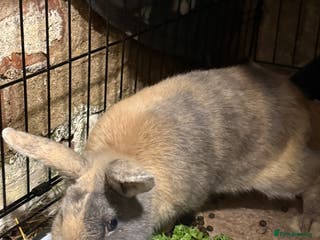 Mixed Breed rabbits Male rabbit - Advert 7