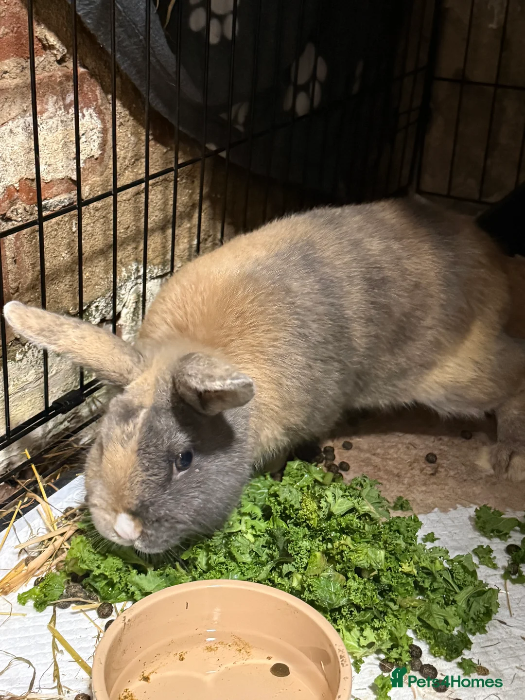 Mixed Breed rabbits for sale: Male rabbit  - Advert 1