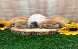 Mini Lop rabbits for sale: Gorgeous mini lops - yellow litter - Image 10