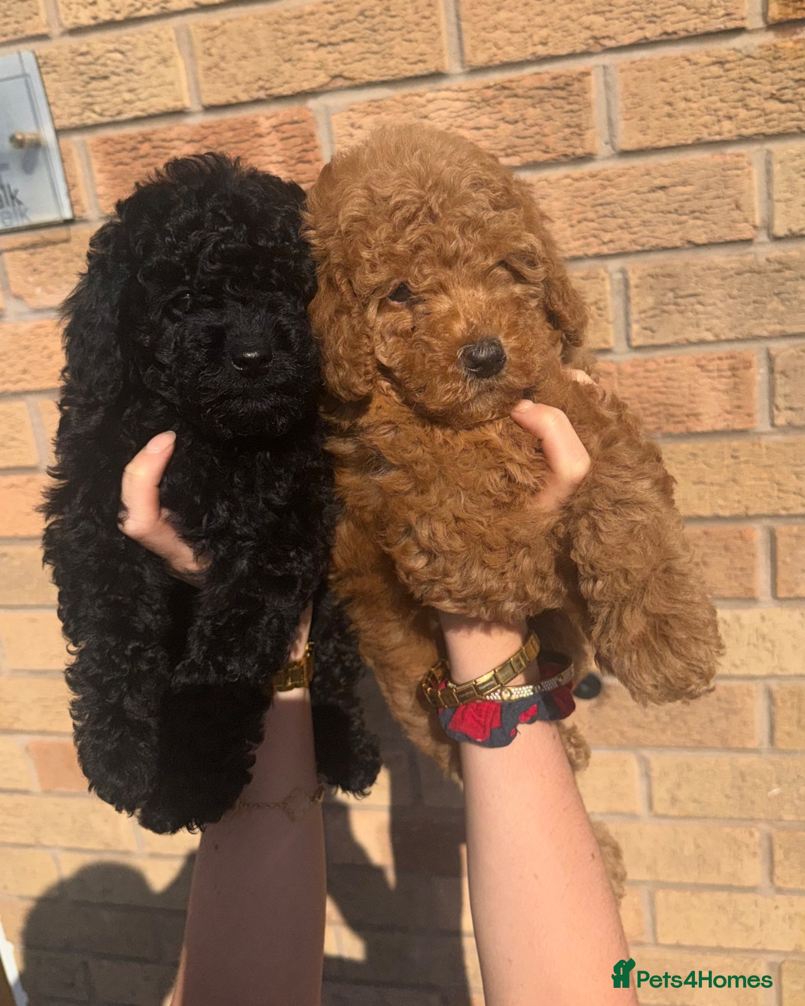Toy Poodle dogs Health tested Toy poodles! READY TO LEAVE😍🔥 - Advert 1