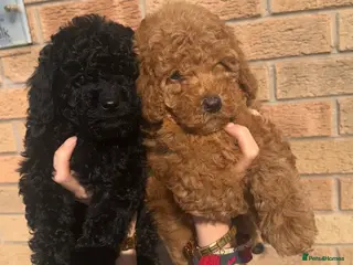 Toy Poodle dogs Health tested Toy poodles! READY TO LEAVE😍🔥 - Advert 1