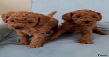 Cockapoo dogs - Advert 13