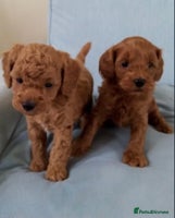 Cockapoo dogs - Advert 15