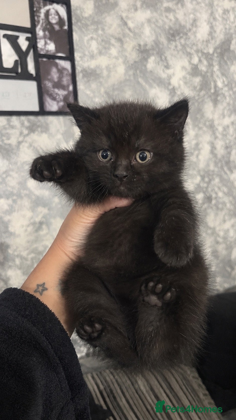 British Shorthair cats Beautiful bsh kittens  - Advert 12