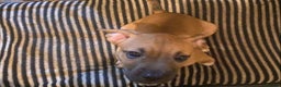 Mixed Breed dogs for sale: French bulldog cross jack russell pups.  - Advert 16
