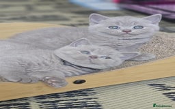 British Shorthair cats for sale: LAST GCCF British Shorthair Kittens Champion - Image 17