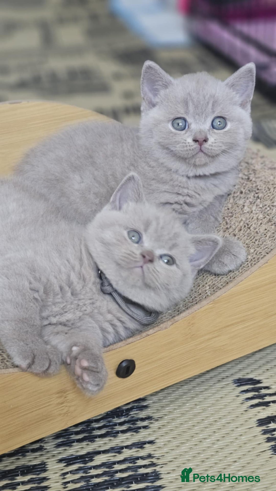 British Shorthair cats for sale: LAST GCCF British Shorthair Kittens Champion - Image 17
