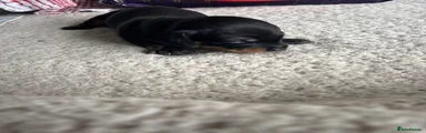 Dachshund 5