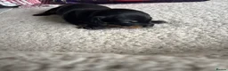 Dachshund dogs for sale: Beautiful mixed litter dachshund puppies in Pontefract - Advert 2