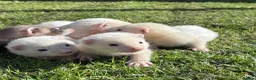 Ferret rodents for sale: Gorgeous chunky baby ferrets  - Advert 7