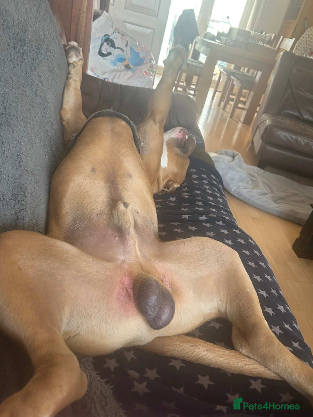 Mixed Breed dogs for sale: American bulldog cross with Staffordshire  - Advert 8