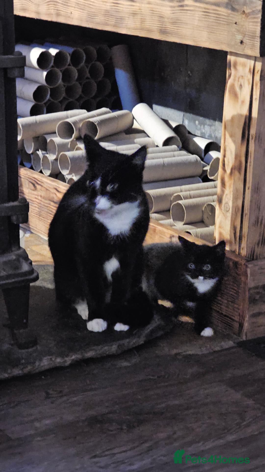 Mixed Breed cats Little Tuxedo Kittens 🖤🤍🐾 - Advert 14