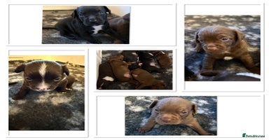 Mixed Breed dogs - Advert 6