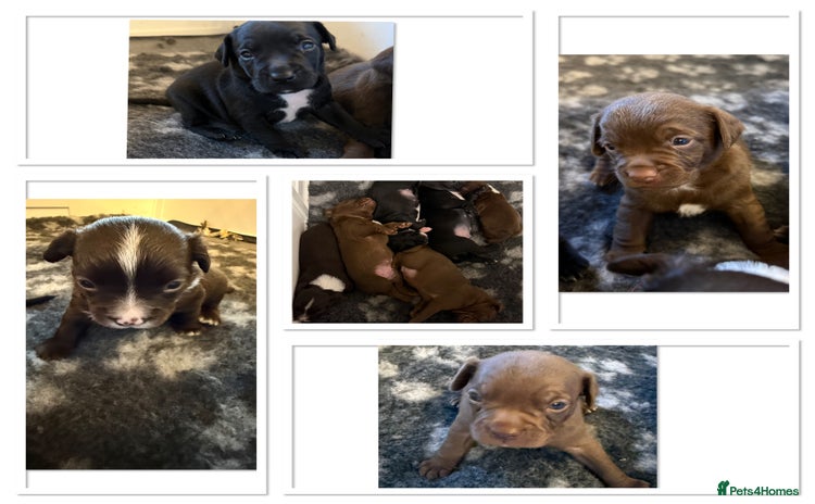 Mixed Breed dogs - Advert 4