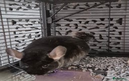 Chinchilla rodents for sale: Two female bonded chinchillas - Image 4